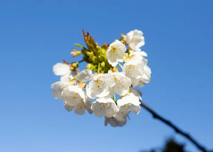 La Higuera * Villarejo del Valle